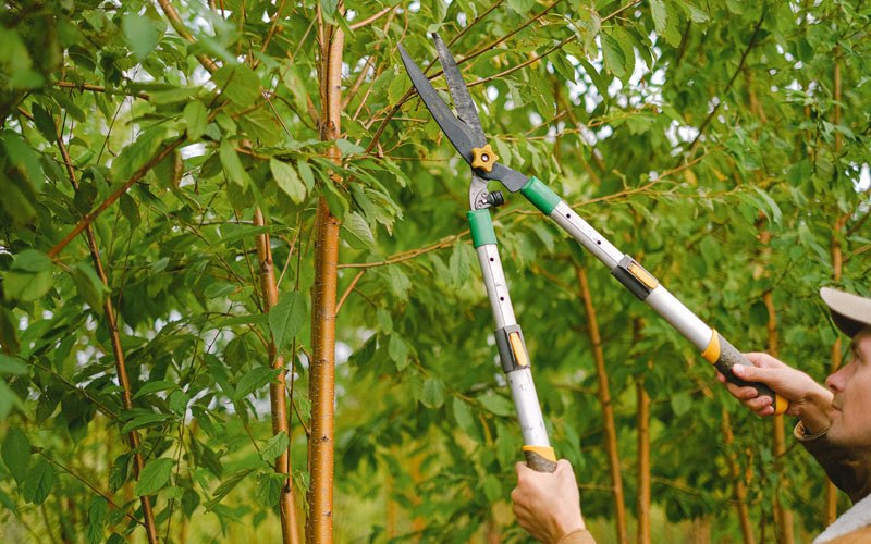 Tree trimming in Middleton, WI